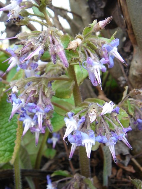 Trachystemon orientale